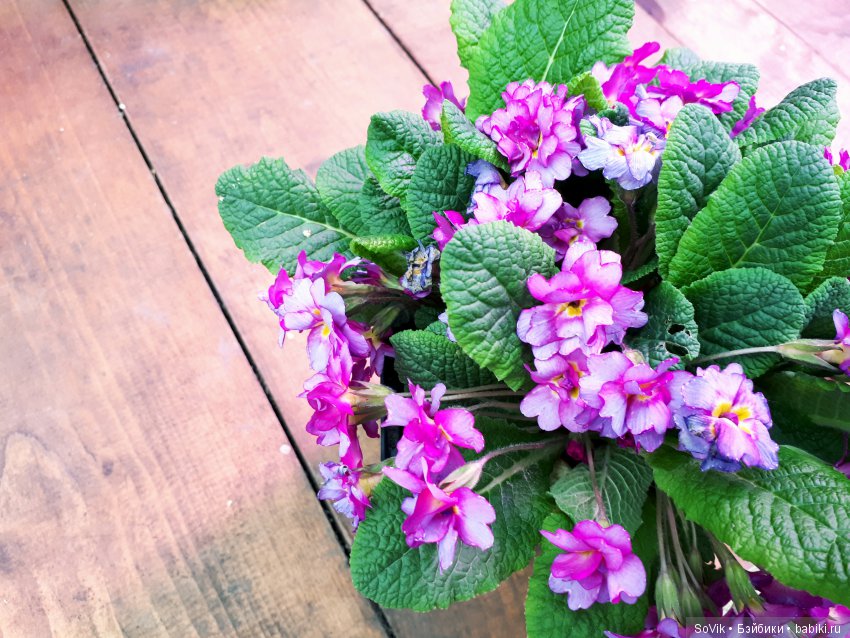 Кто куда, а я опять в Аптекарский огород. Ч.1 (фото 9)