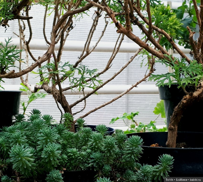 Кто куда, а я опять в Аптекарский огород. Ч.1