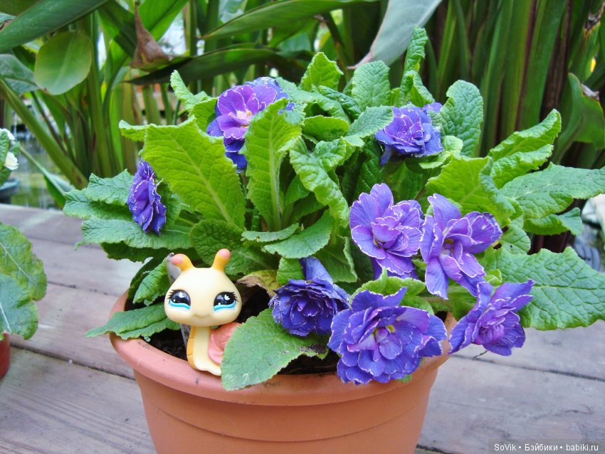 Кто куда, а я опять в Аптекарский огород. Ч.1