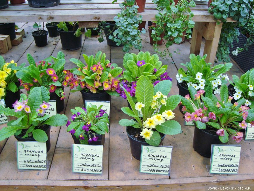 Кто куда, а я опять в Аптекарский огород. Ч.1