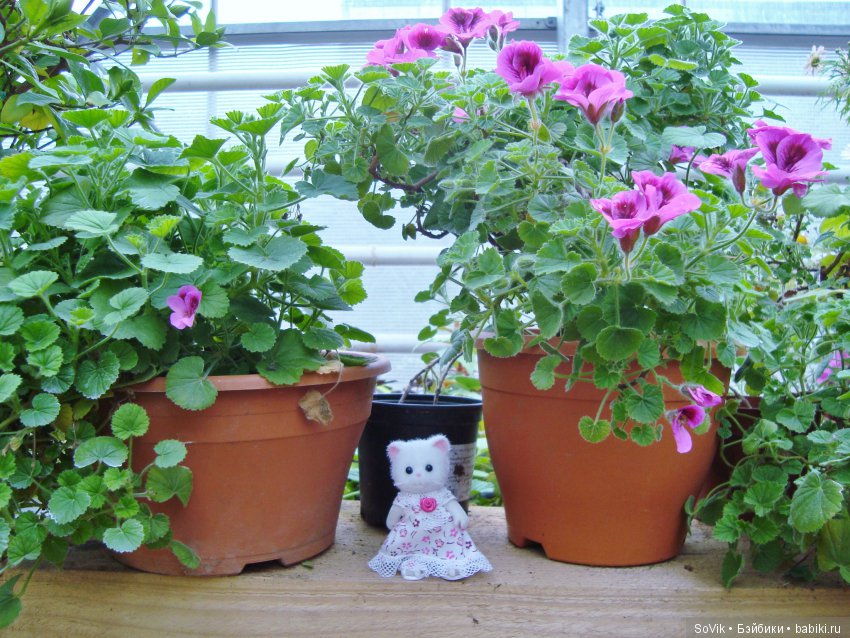 Кто куда, а я опять в Аптекарский огород. Ч.1