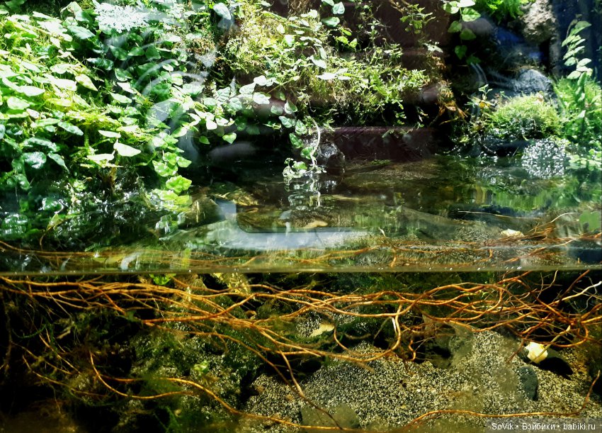 Кто куда, а я опять в Аптекарский огород. Ч.1