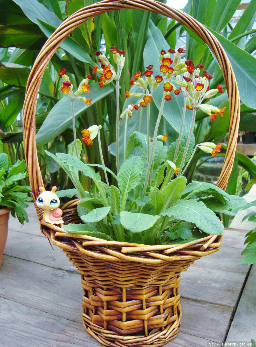 Кто куда, а я опять в Аптекарский огород. Ч.1