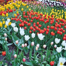 Кто куда, а я опять в Аптекарский огород. Ч.1