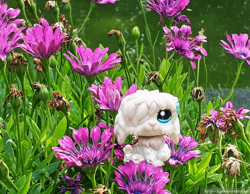 По следам уходящего лета — Болталка и разговоры обо всем: жизнь (фото 2)