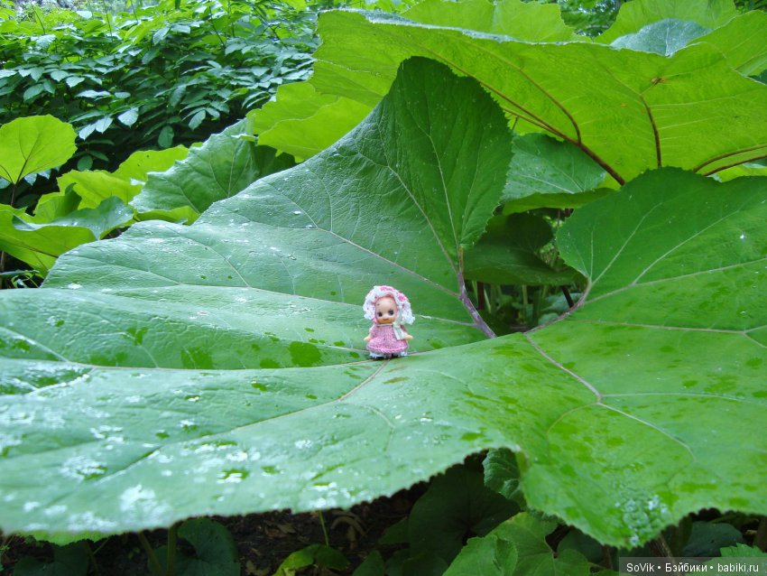 По следам уходящего лета — Болталка и разговоры обо всем: жизнь (фото 6)