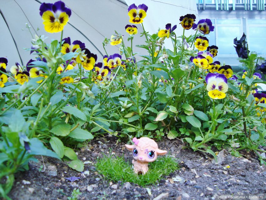 По следам уходящего лета — Болталка и разговоры обо всем: жизнь