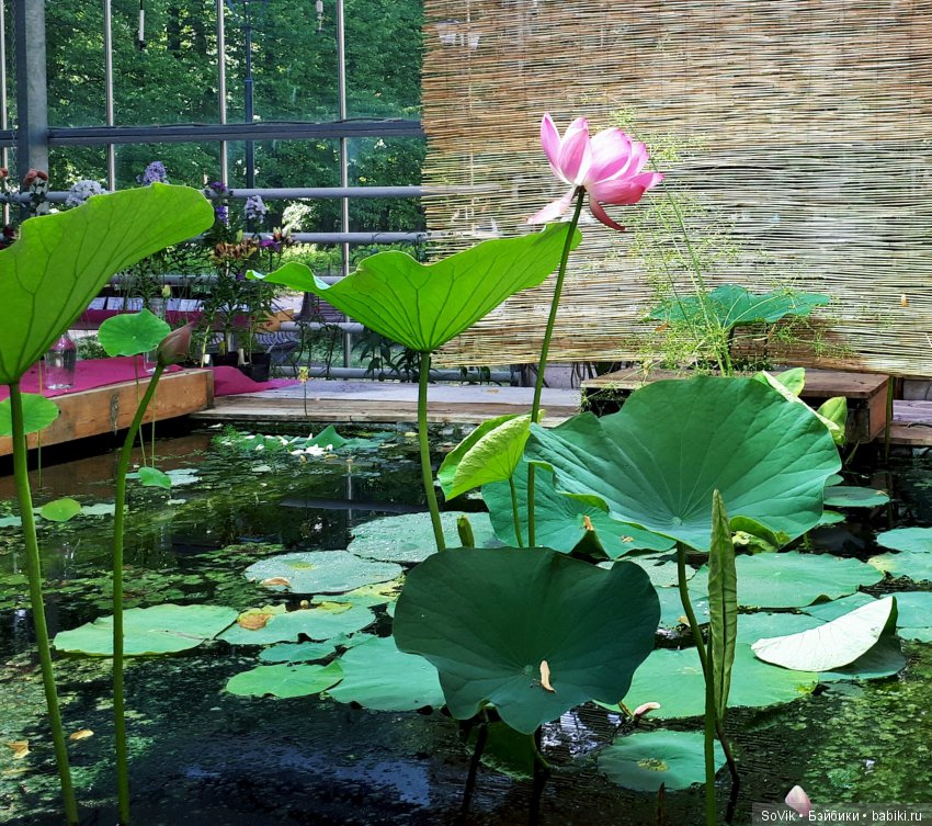 По следам уходящего лета — Болталка и разговоры обо всем: жизнь