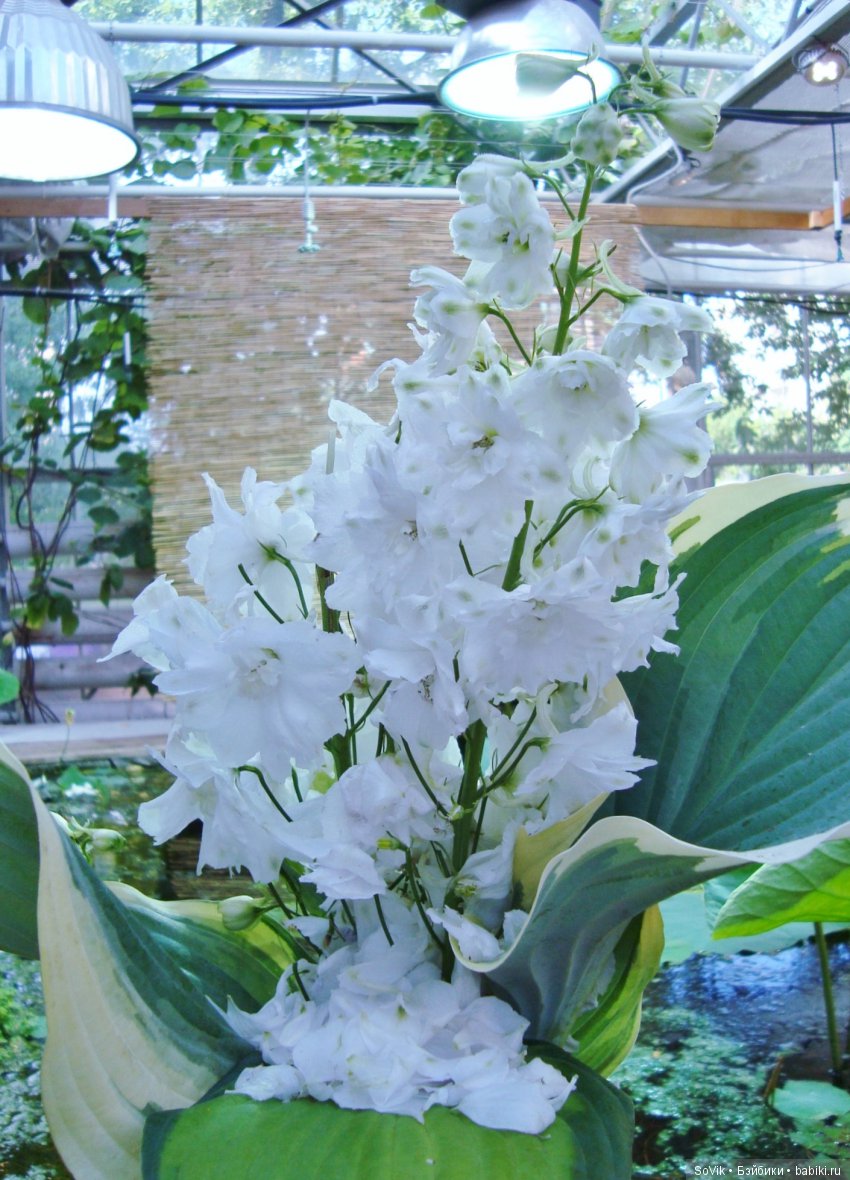 По следам уходящего лета — Болталка и разговоры обо всем: жизнь