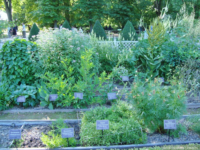 По следам уходящего лета — Болталка и разговоры обо всем: жизнь