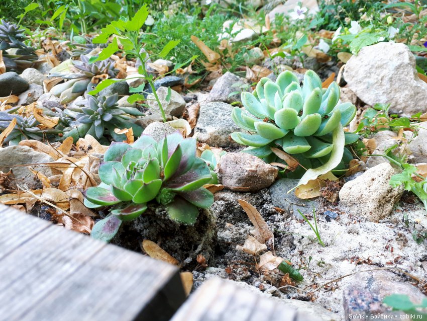 По следам уходящего лета — Болталка и разговоры обо всем: жизнь (фото 9)