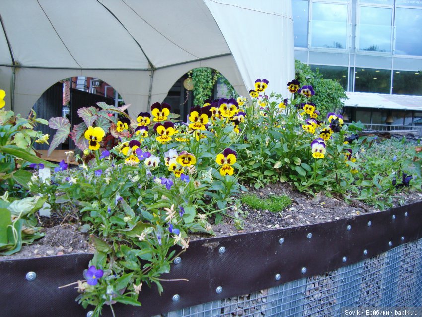 По следам уходящего лета — Болталка и разговоры обо всем: жизнь