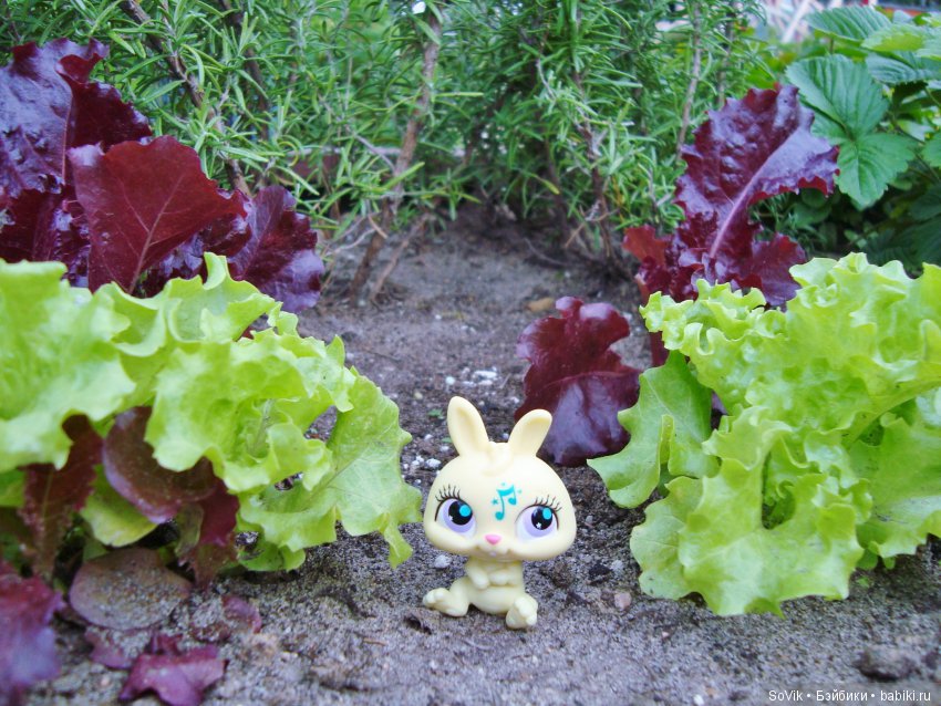 По следам уходящего лета — Болталка и разговоры обо всем: жизнь