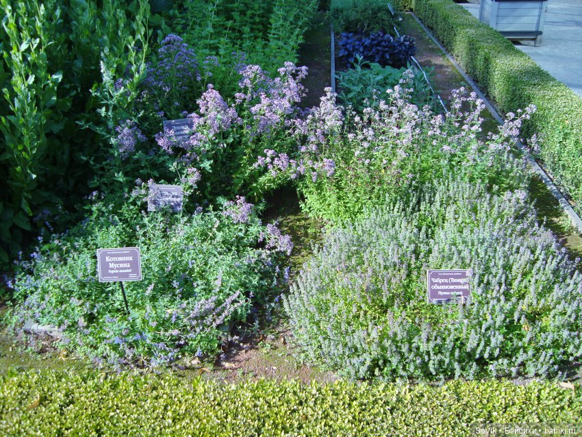 По следам уходящего лета — Болталка и разговоры обо всем: жизнь