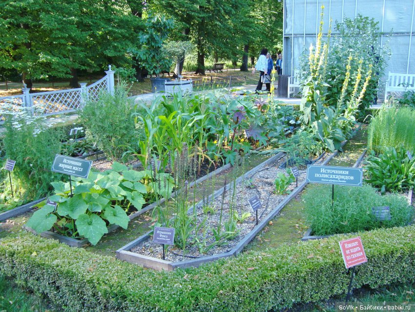 По следам уходящего лета — Болталка и разговоры обо всем: жизнь