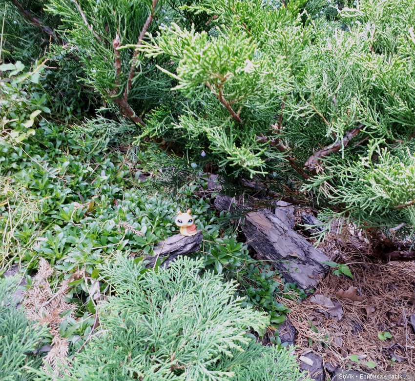 По следам уходящего лета — Болталка и разговоры обо всем: жизнь (фото 7)