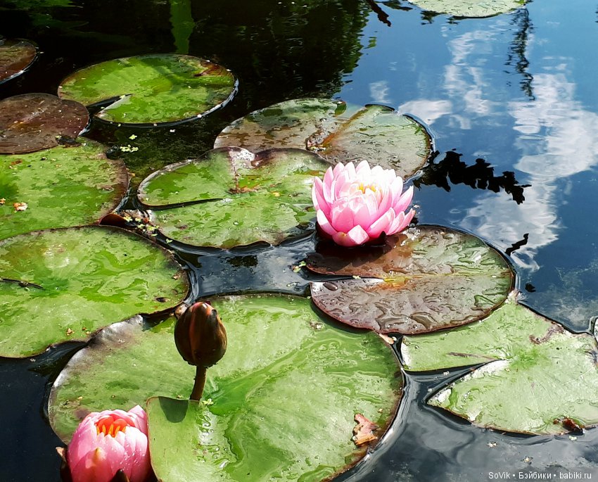 По следам уходящего лета — Болталка и разговоры обо всем: жизнь