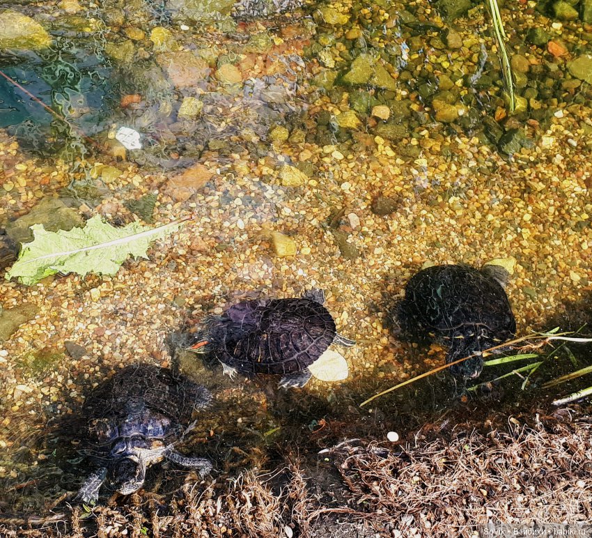 По следам уходящего лета — Болталка и разговоры обо всем: жизнь