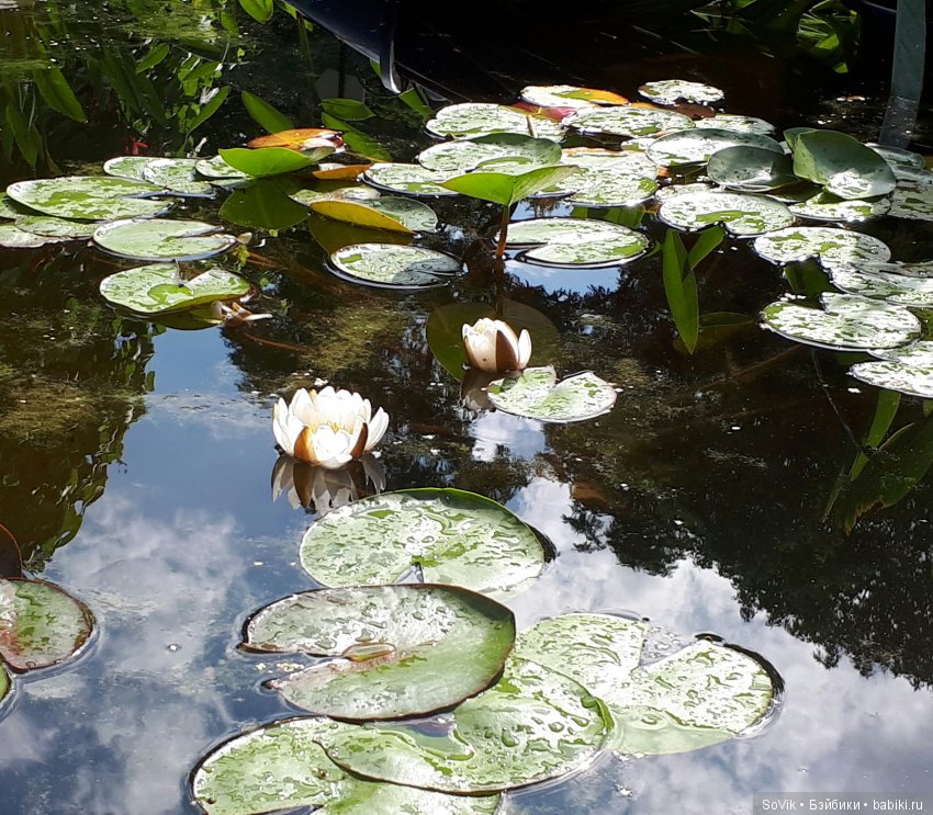 По следам уходящего лета — Болталка и разговоры обо всем: жизнь