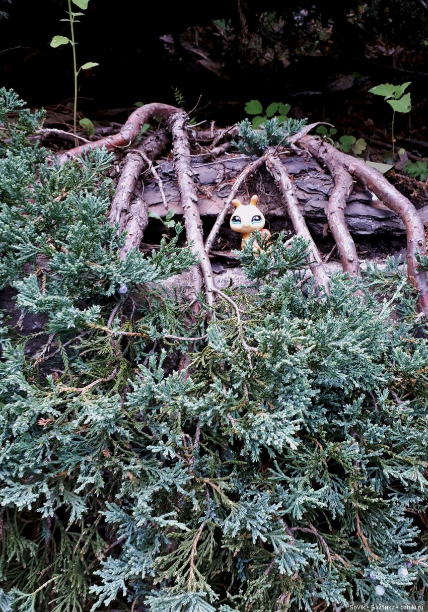 По следам уходящего лета — Болталка и разговоры обо всем: жизнь (фото 8)