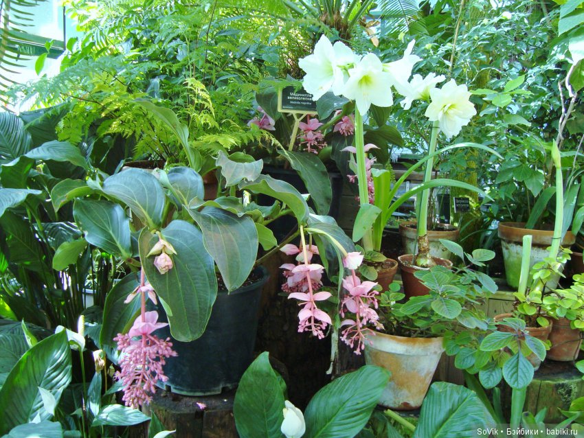 По следам уходящего лета — Болталка и разговоры обо всем: жизнь