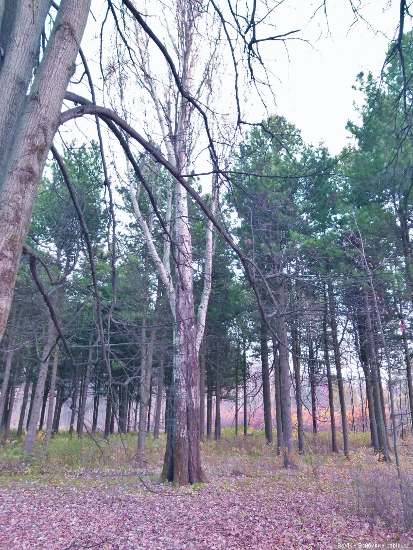 Октябрь уж наступил и роща отряхает последние листы с нагих своих ветвей (фото 6)
