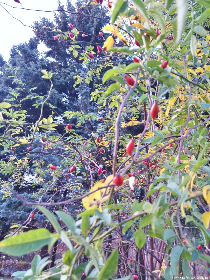 Октябрь уж наступил и роща отряхает последние листы с нагих своих ветвей