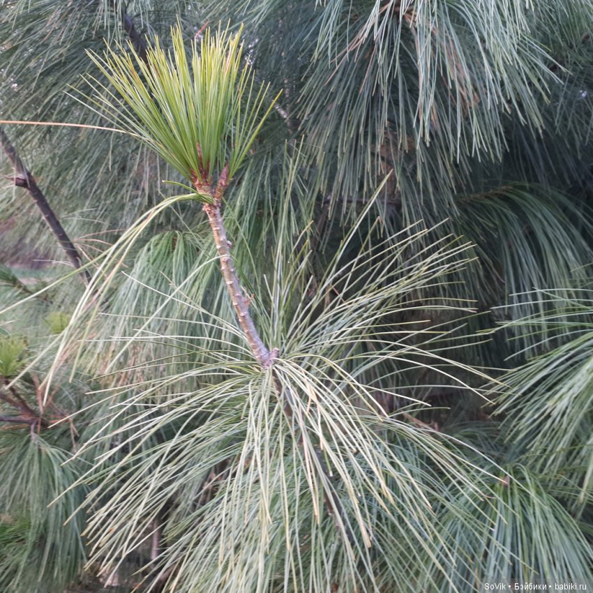 Октябрь уж наступил и роща отряхает последние листы с нагих своих ветвей (фото 10)