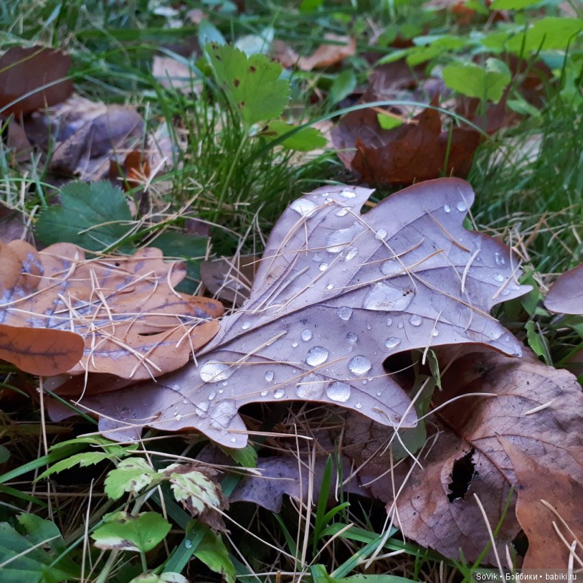 Октябрь уж наступил и роща отряхает последние листы с нагих своих ветвей (фото 9)