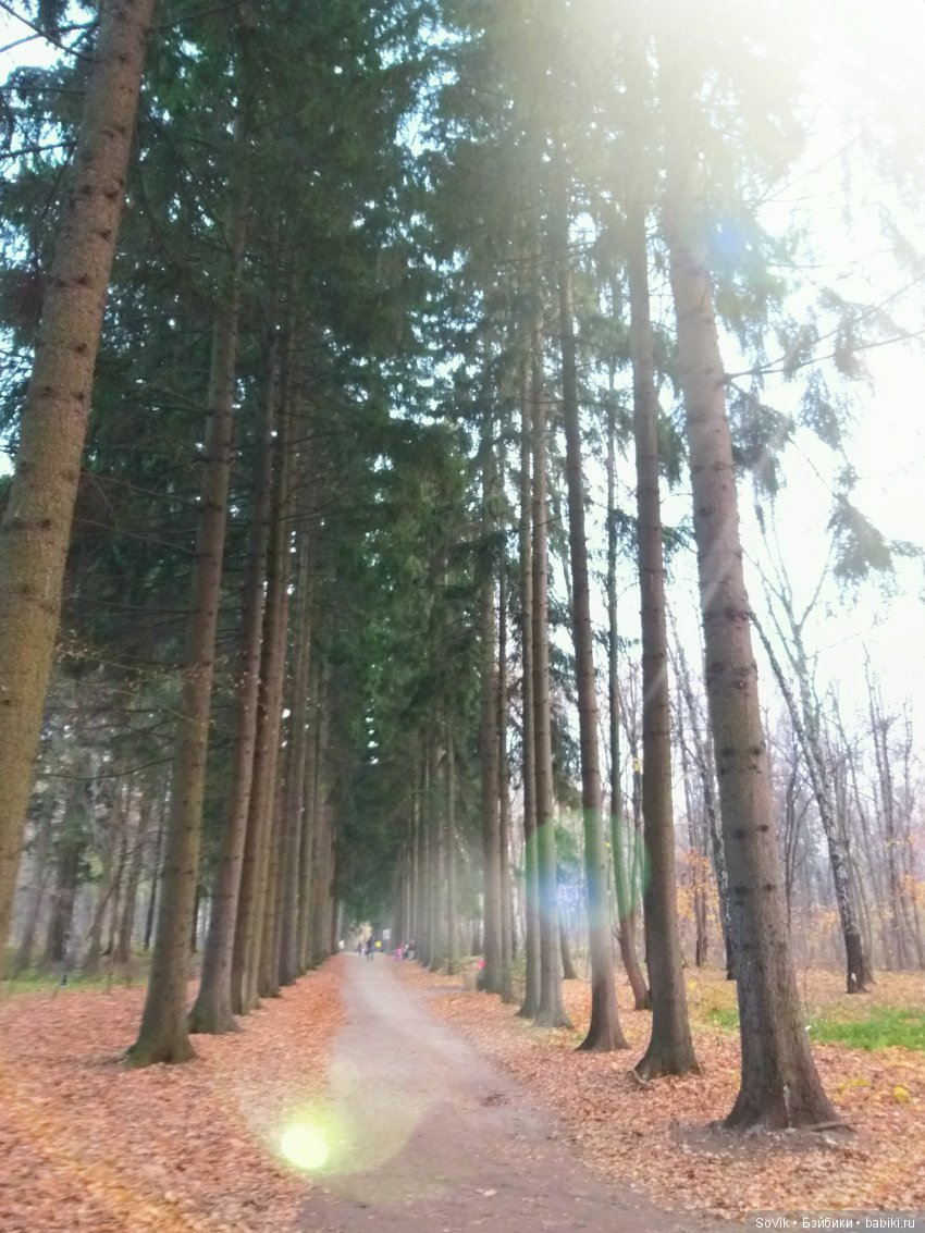 Октябрь уж наступил и роща отряхает последние листы с нагих своих ветвей