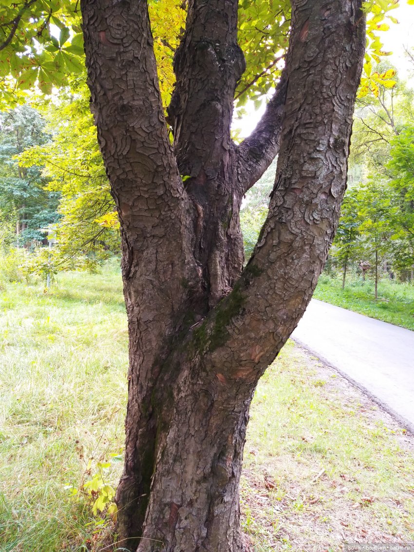 Страшный нестрашный лес — Болталка и разговоры обо всем: жизнь (фото 4)
