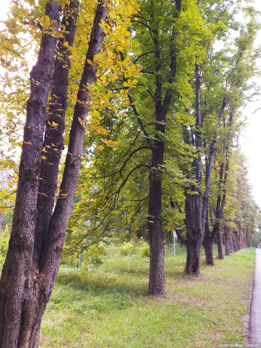 Страшный нестрашный лес — Болталка и разговоры обо всем: жизнь