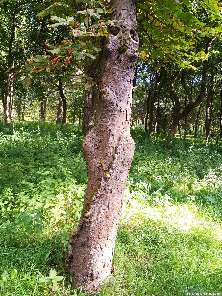 Страшный нестрашный лес — Болталка и разговоры обо всем: жизнь (фото 5)