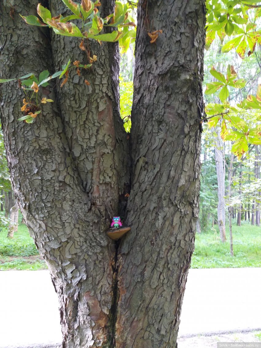 Страшный нестрашный лес — Болталка и разговоры обо всем: жизнь (фото 10)