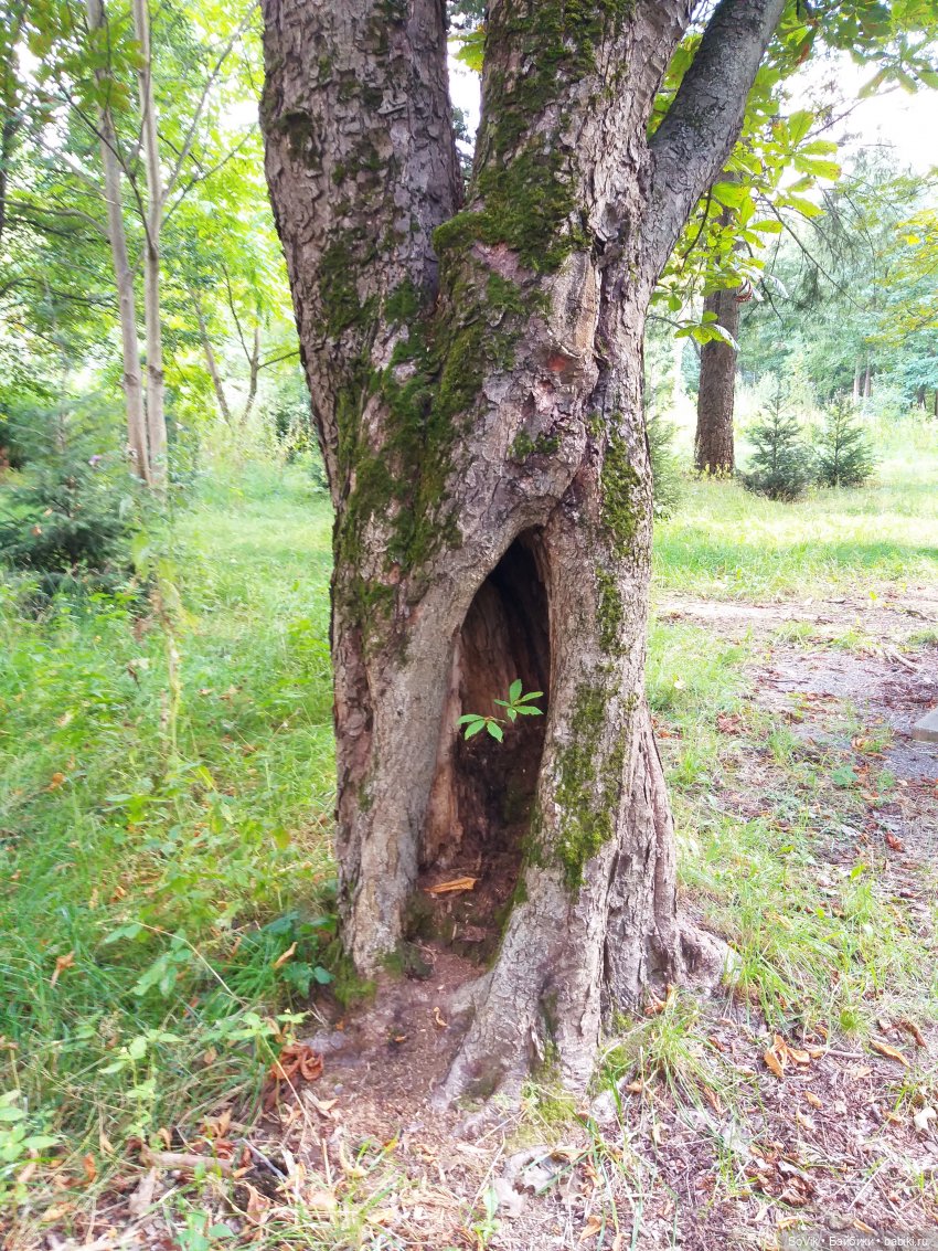 Страшный нестрашный лес — Болталка и разговоры обо всем: жизнь