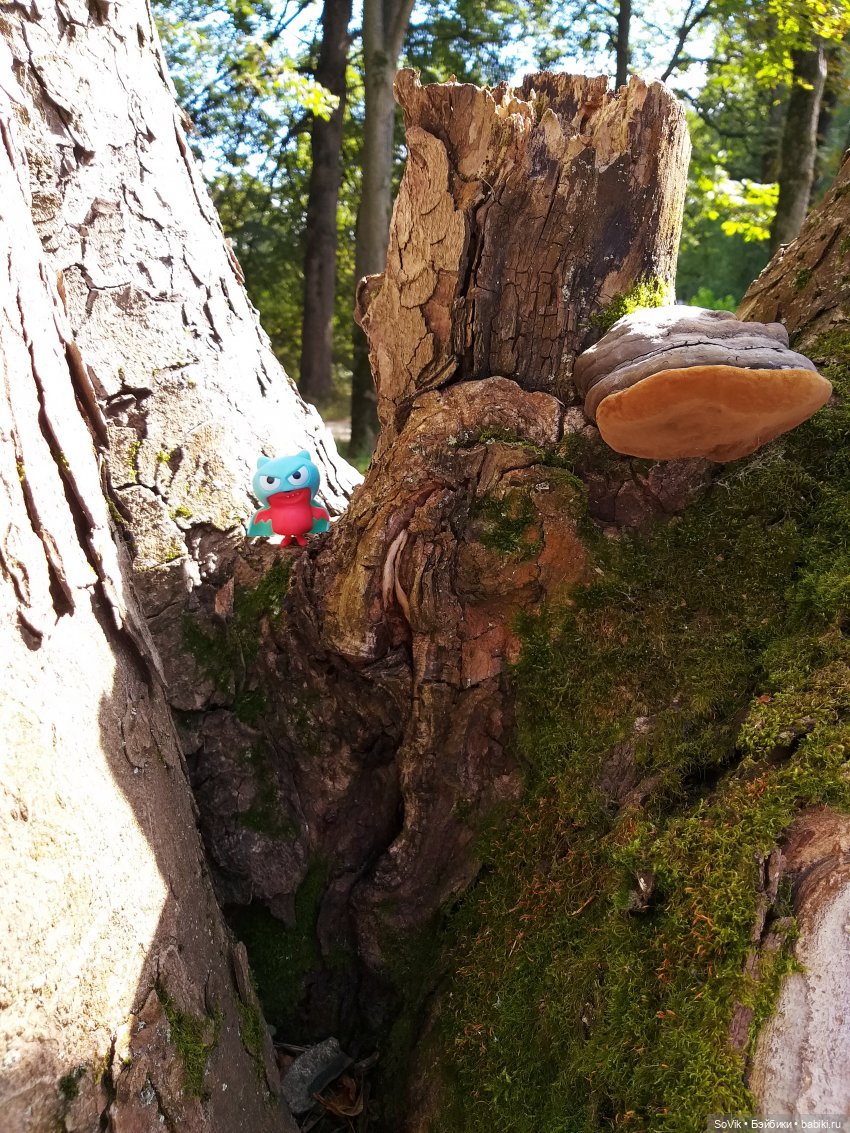 Страшный нестрашный лес — Болталка и разговоры обо всем: жизнь (фото 7)