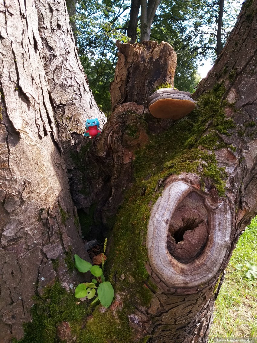 Страшный нестрашный лес — Болталка и разговоры обо всем: жизнь (фото 6)