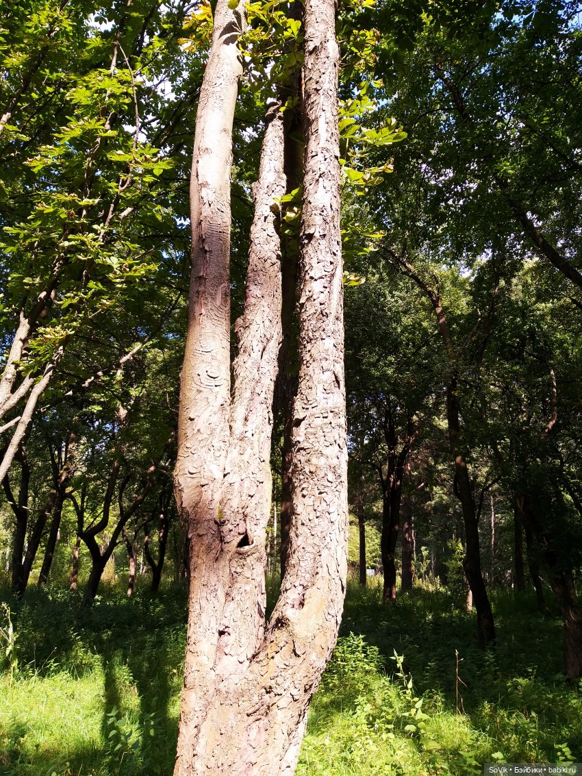 Страшный нестрашный лес — Болталка и разговоры обо всем: жизнь (фото 2)