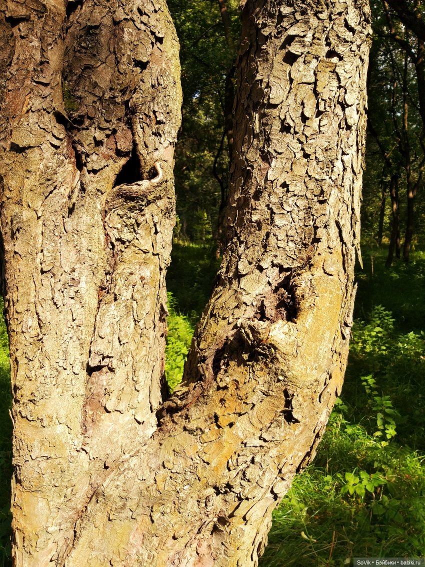 Страшный нестрашный лес — Болталка и разговоры обо всем: жизнь (фото 3)