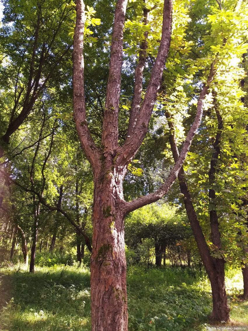 Страшный нестрашный лес — Болталка и разговоры обо всем: жизнь