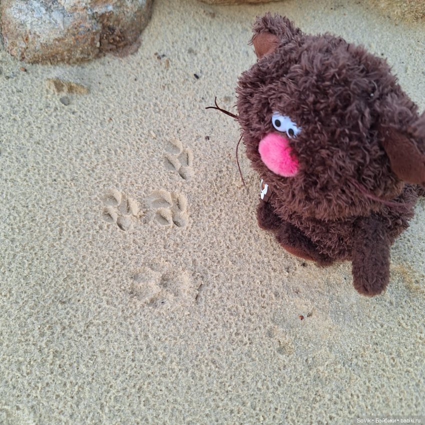 Без кота и прогулка не та