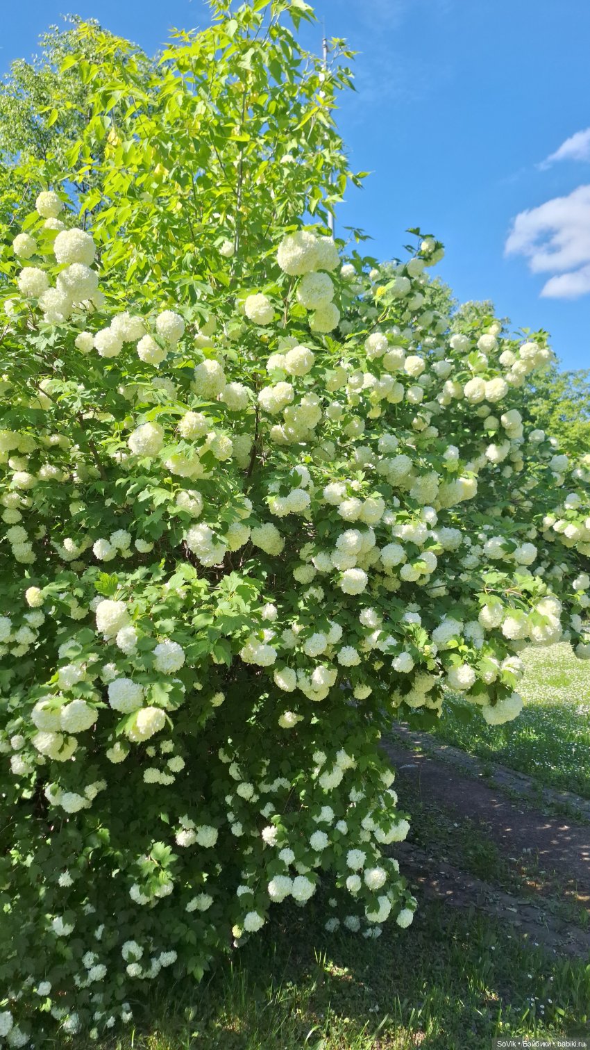 Все оттенки белого: парк Царицыно, цветы и куклы (фото 10)