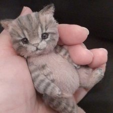 Сиреневый котенок