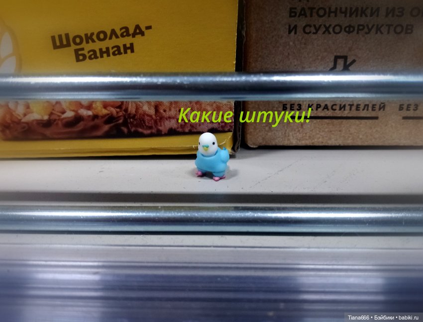 Веселая история: попугайчик и поход в магазин (фото 5)