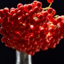 Костры рябин