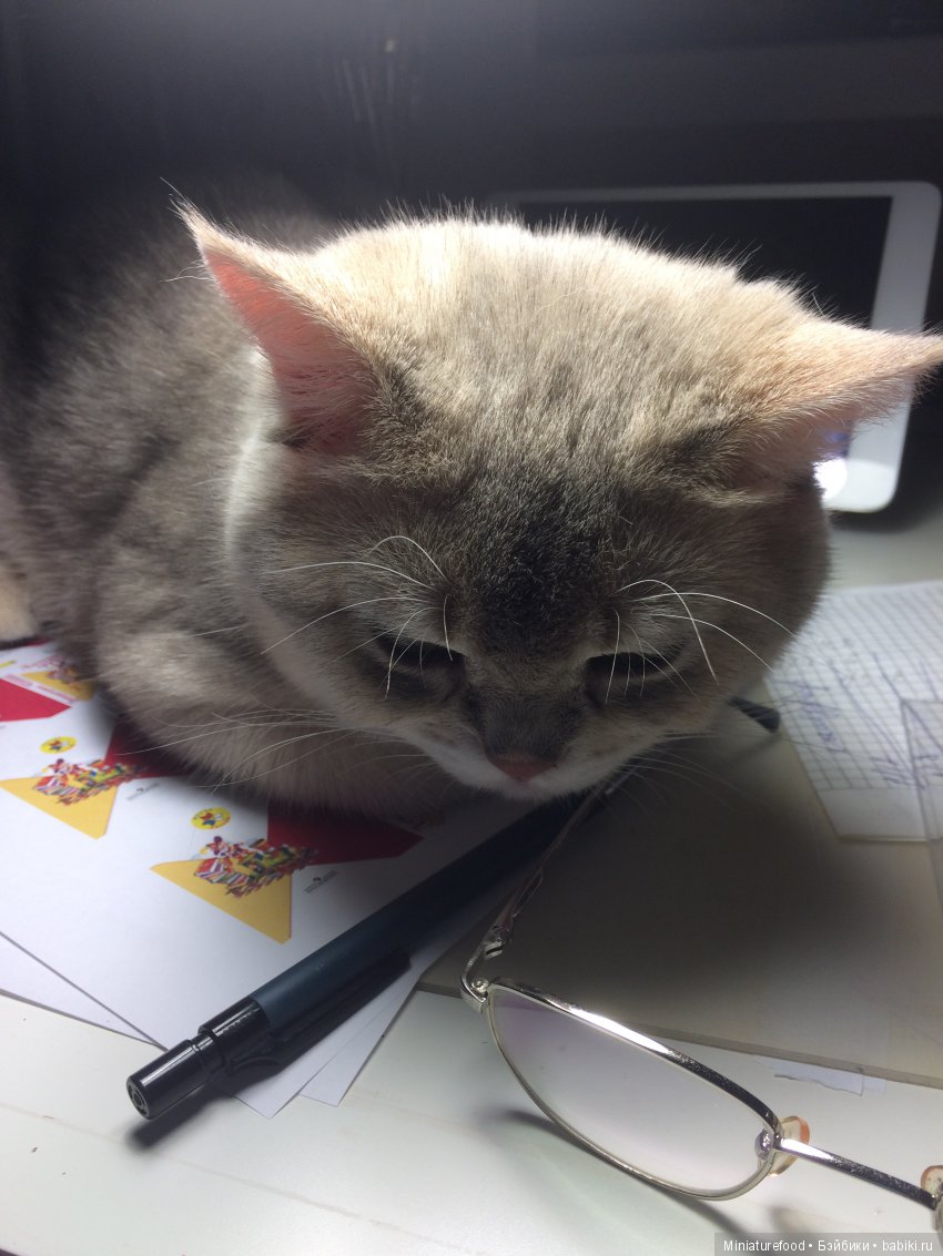 Кто помогает мне в создании кукольной миниатюры (фото 6)