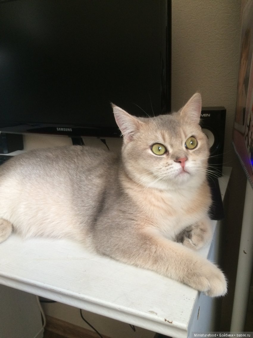 Кто помогает мне в создании кукольной миниатюры