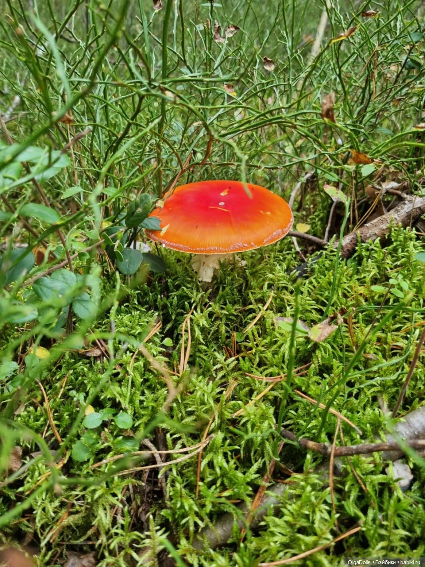 Осенняя прогулка в Коломне (фото 4)