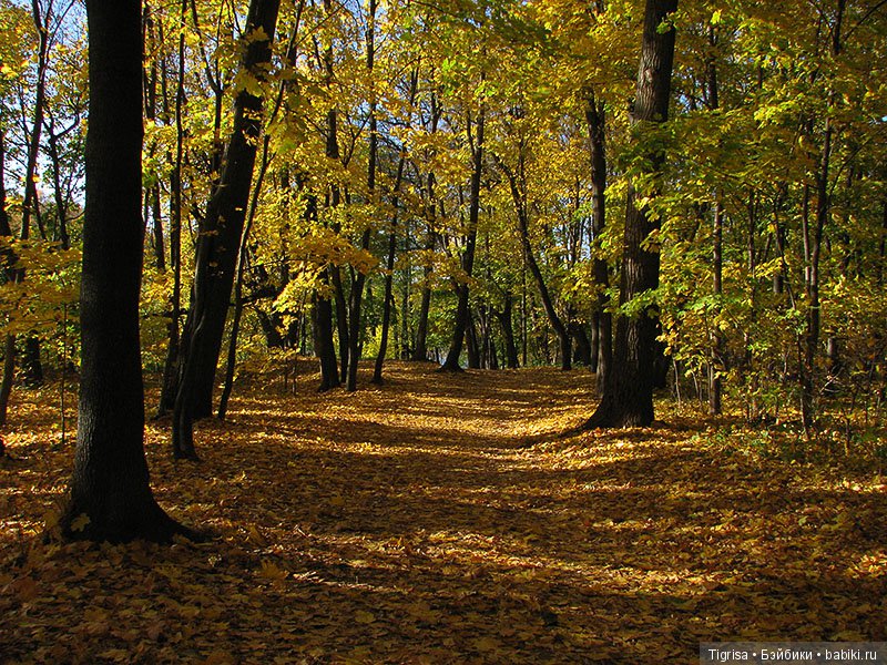 Осень одарила солнцем и золотом (фото 3)