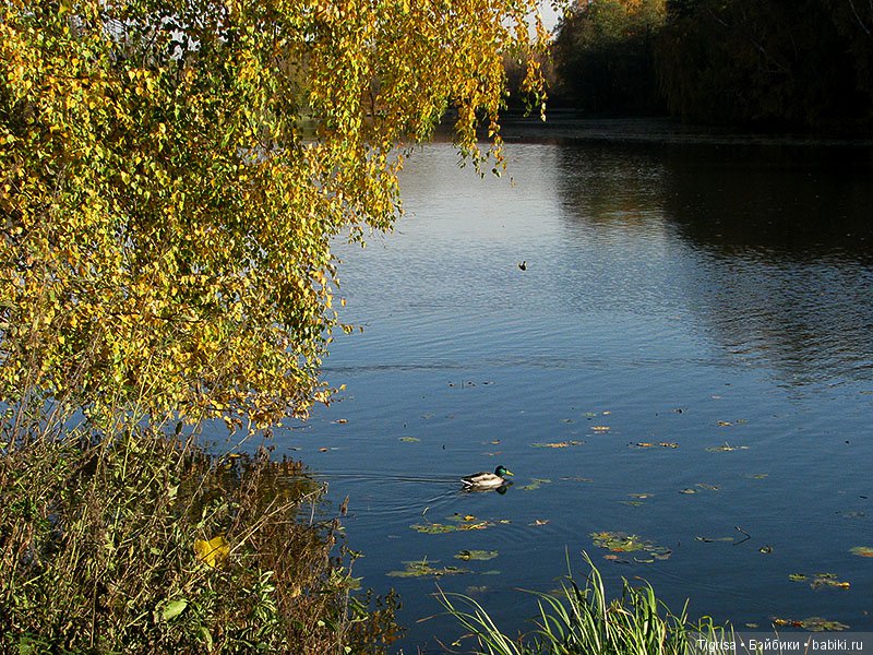Осень одарила солнцем и золотом (фото 9)